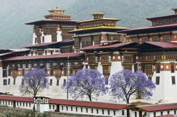 Bhutan Punakha Dzong palace with jacaranda